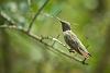 Click image for larger version. 

Name:	2015 Hummingbird4 (1 of 1).jpg 
Views:	53 
Size:	194.0 KB 
ID:	2481