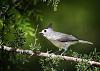 Click image for larger version. 

Name:	Black Crested titmouse_250.jpg 
Views:	11 
Size:	56.7 KB 
ID:	2894