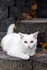 Click image for larger version. 

Name:	Neighbor cat.jpg 
Views:	43 
Size:	89.5 KB 
ID:	33