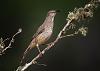 Click image for larger version. 

Name:	curved billed thrasher2_250.jpg 
Views:	334 
Size:	43.3 KB 
ID:	2906
