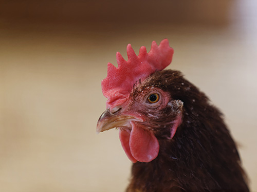 Name:  Chicken.jpg
Views: 350
Size:  52.9 KB