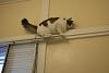 Click image for larger version. 

Name:	Electric Monorail Cat_.jpg 
Views:	45 
Size:	154.5 KB 
ID:	2043