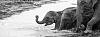 Click image for larger version. 

Name:	Elephants crossing.jpg 
Views:	30 
Size:	48.6 KB 
ID:	1998